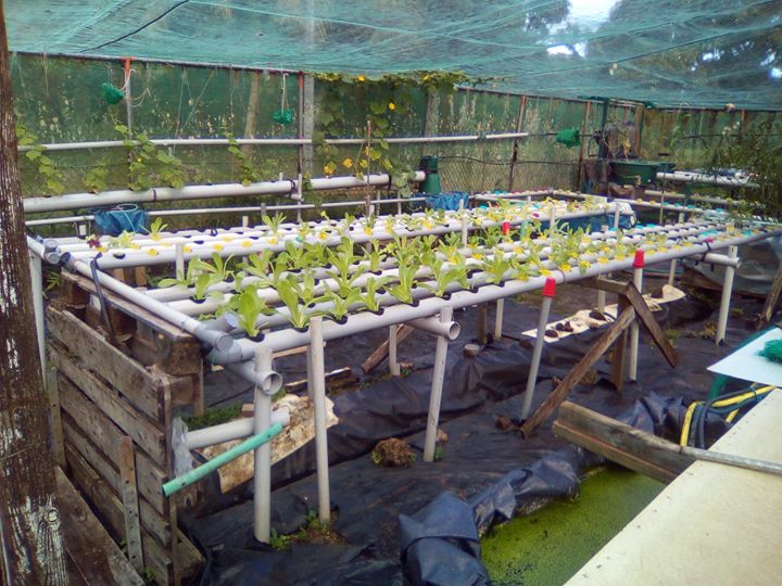 56. Aquaponics