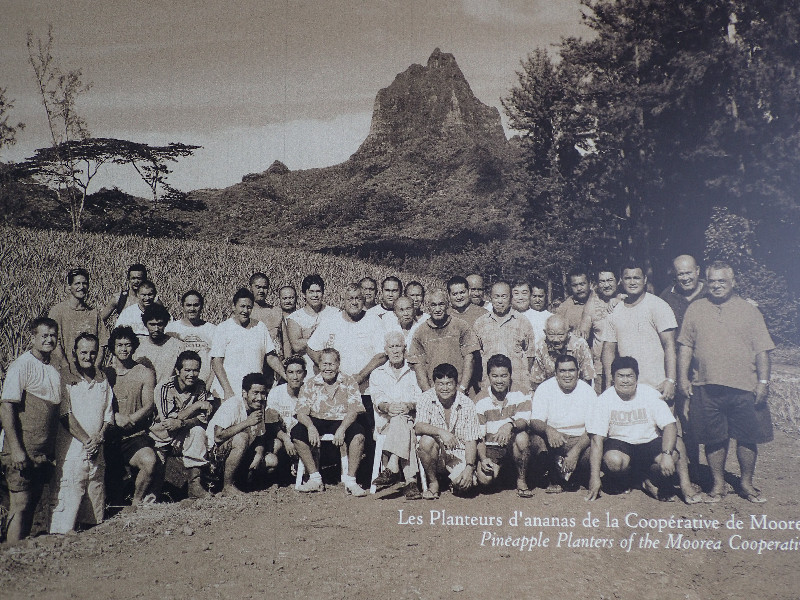 Mooea Pinneaple Farmers