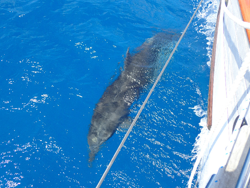 Dolphins in Rangiroa