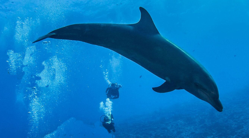 Rangiroa Diving with Dolphin