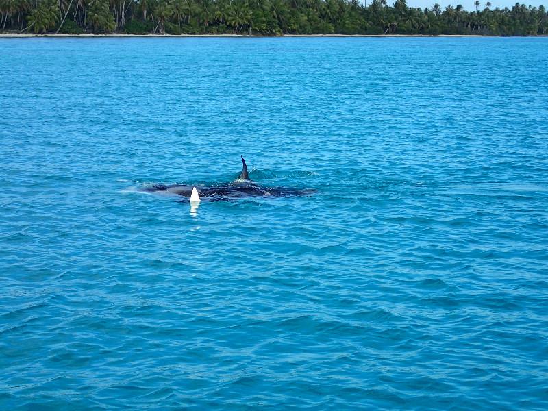 Rangiroa Giant Manta Ray