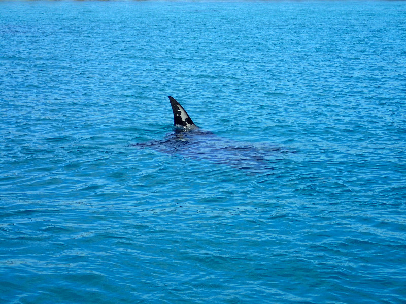 Rangiroa Giant MantaRay