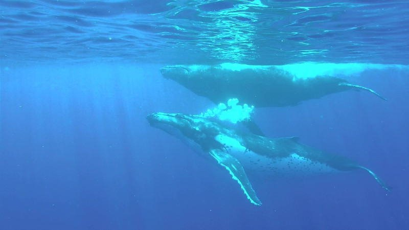 Moorea Snorkling with Whales