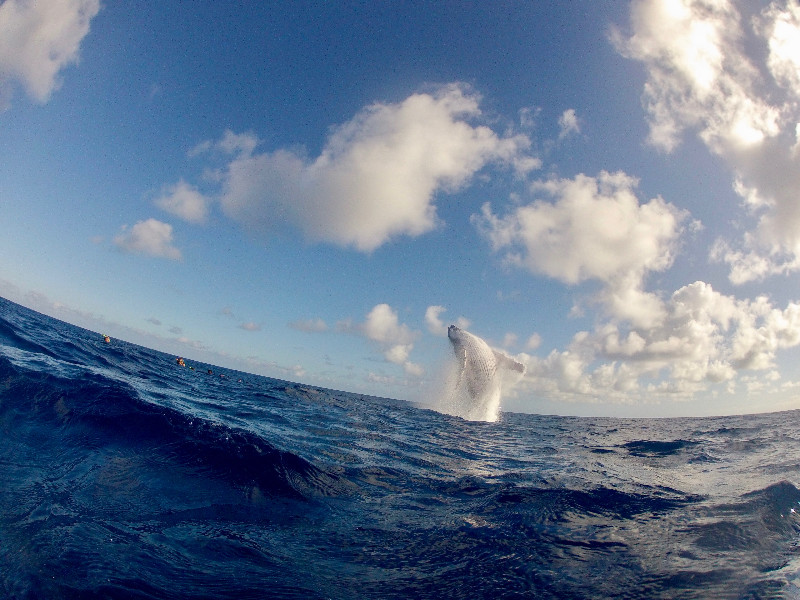 Humpback Breach