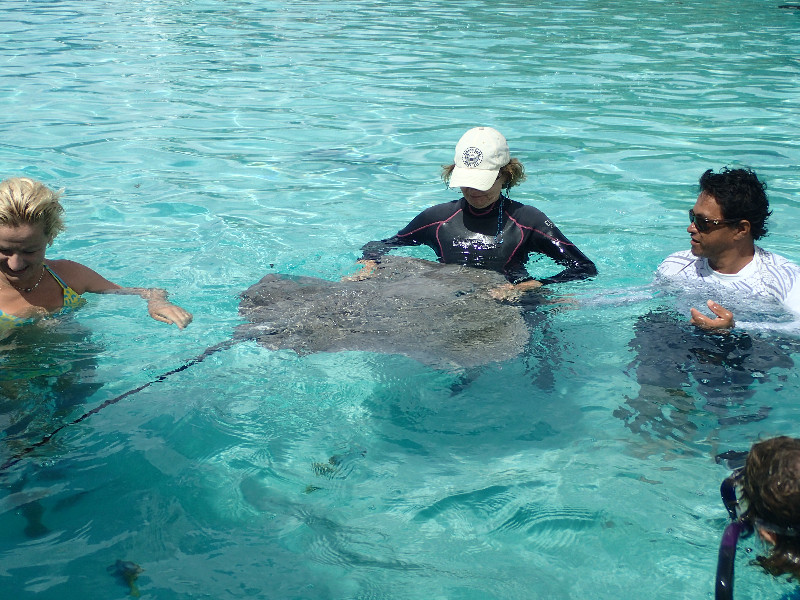 Moorea Stingrays