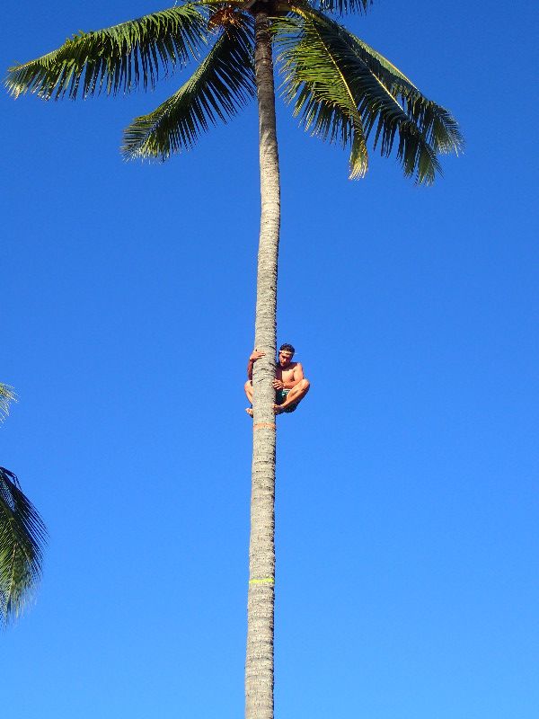 Coconut Tree Climbing