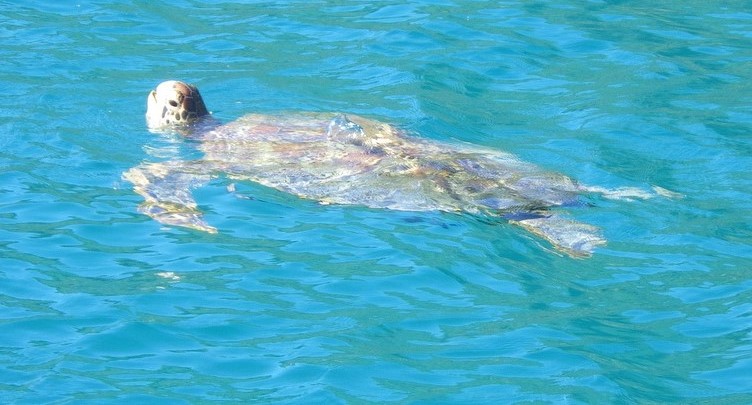 Moorea turtles
