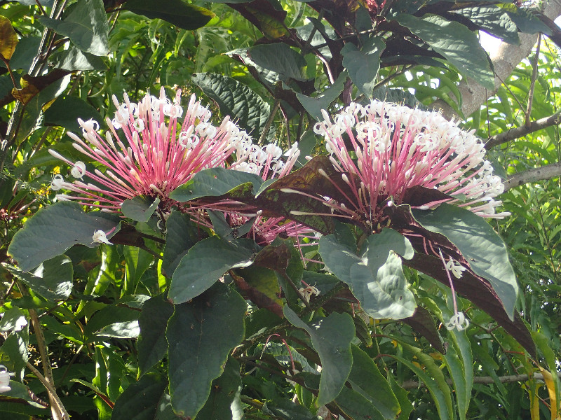 Moorea flowers