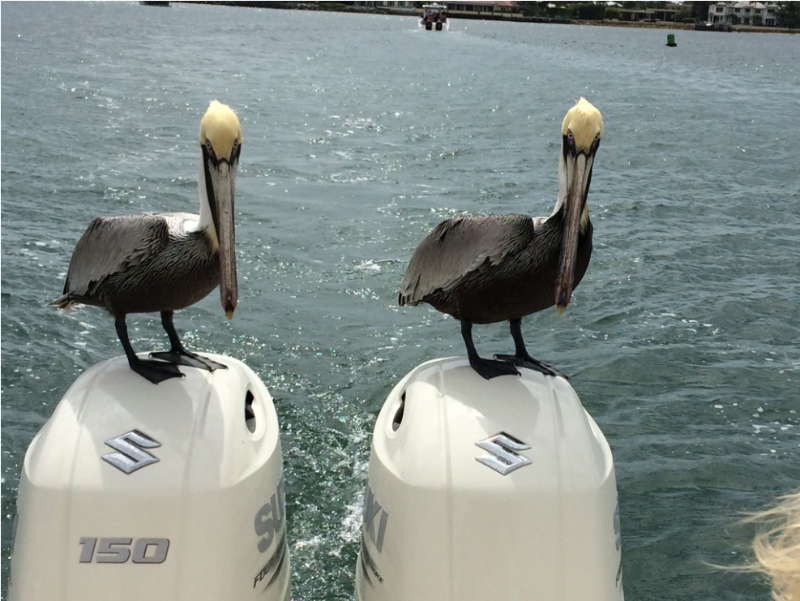 Boating with friends