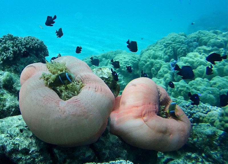 Sea Anenome Nao Nao