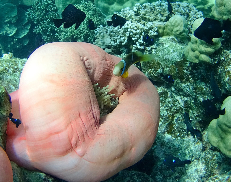 Sea Anenome Closed to Clownfish