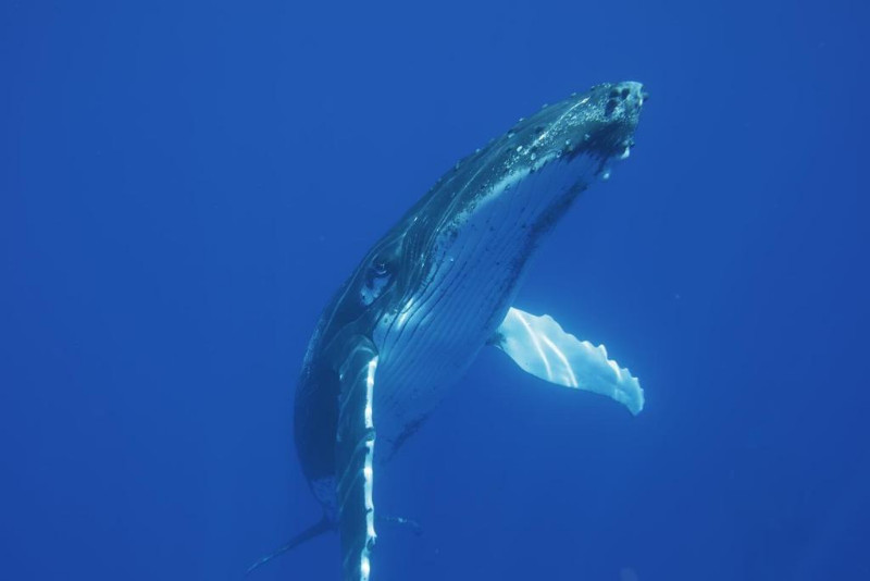 Humpback Whales