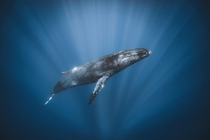Humpback Whales