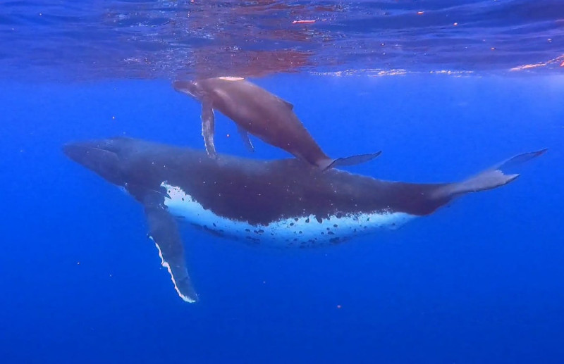 Humpback Mother and Baby