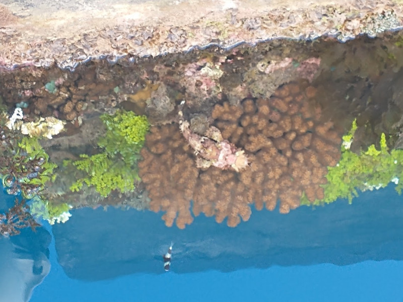 Stonefish