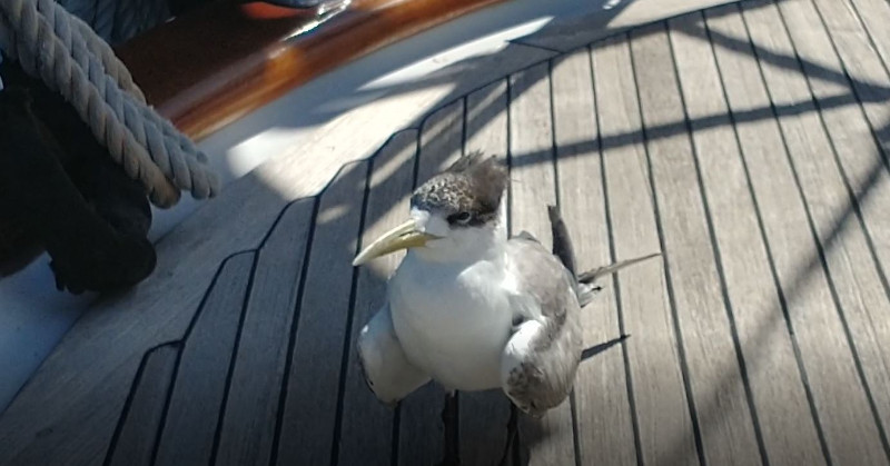 Friend in Tikehau