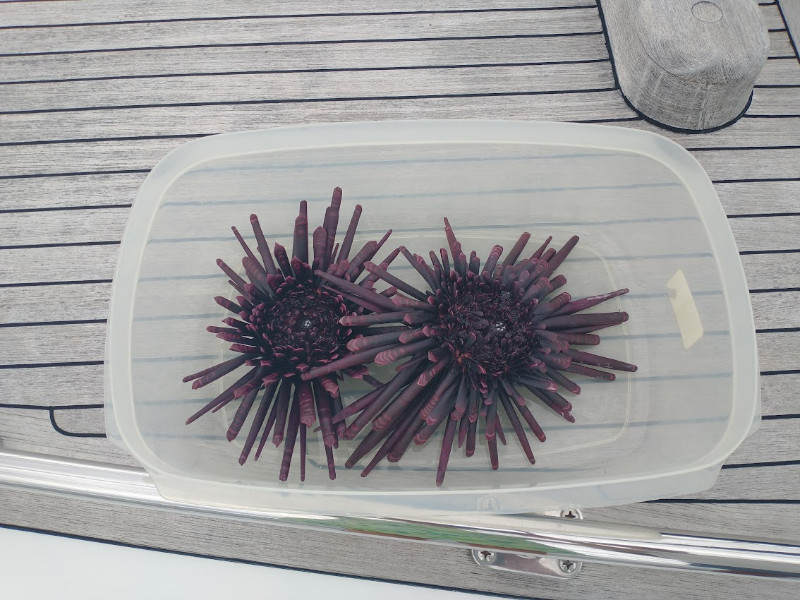 Pencil Urchin