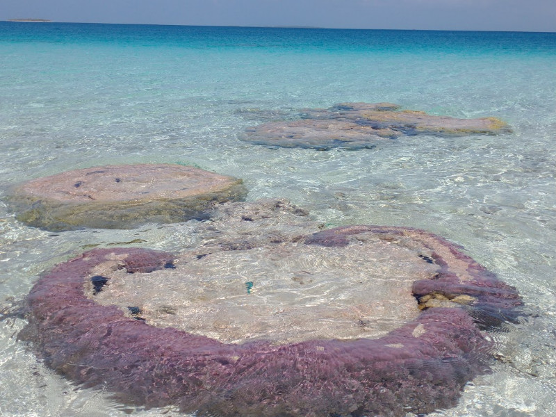 Purple Coral