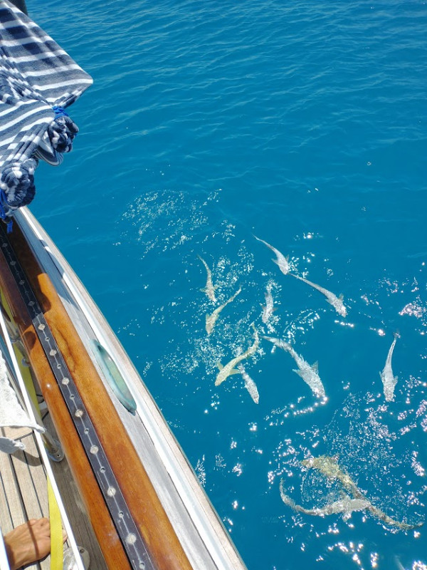 Too many Remora