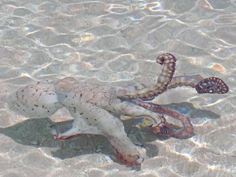 Octopus