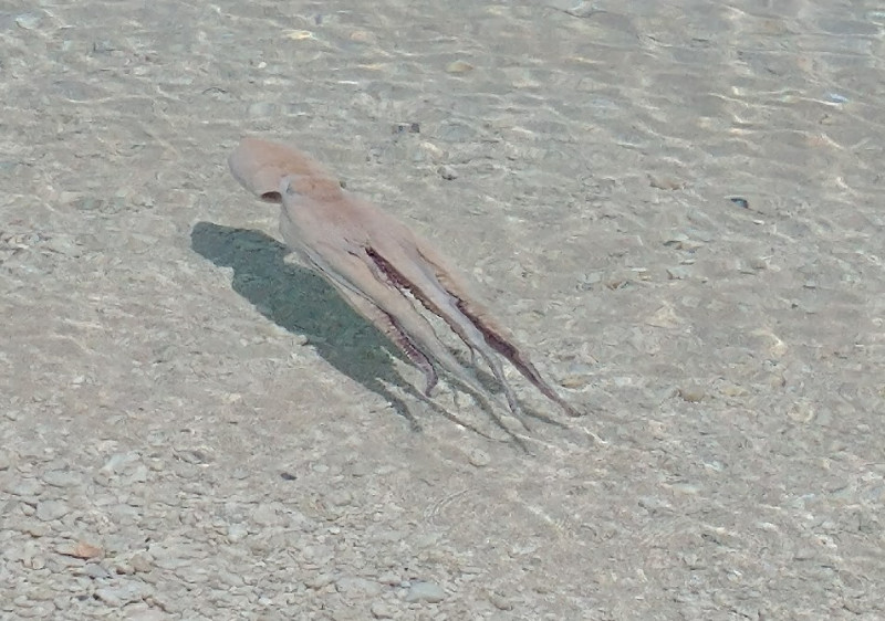 34 Octopus Underway