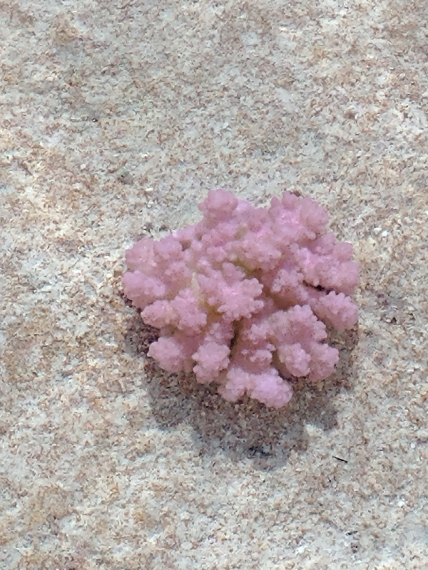 More Pink Coral