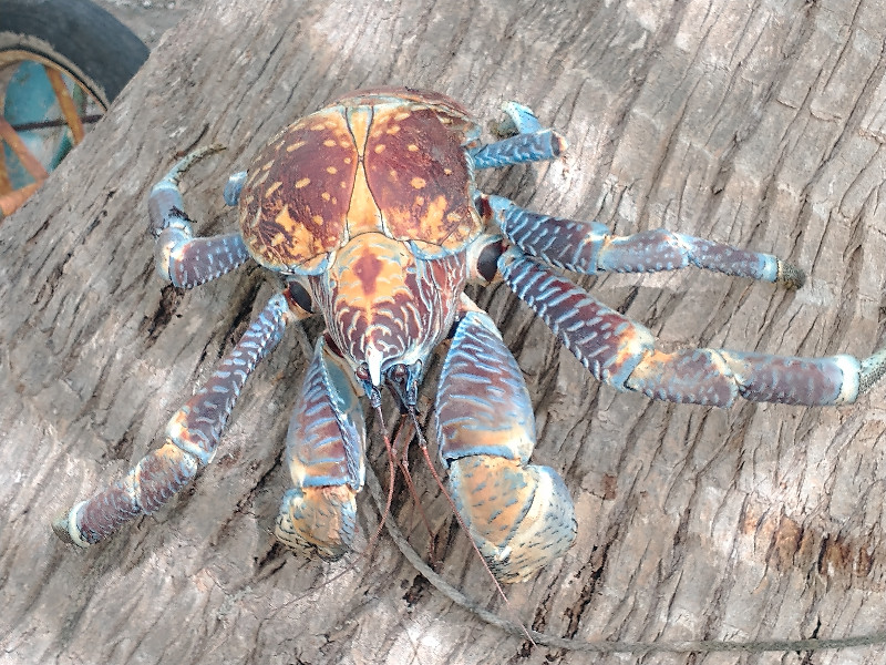 Coconut Crab