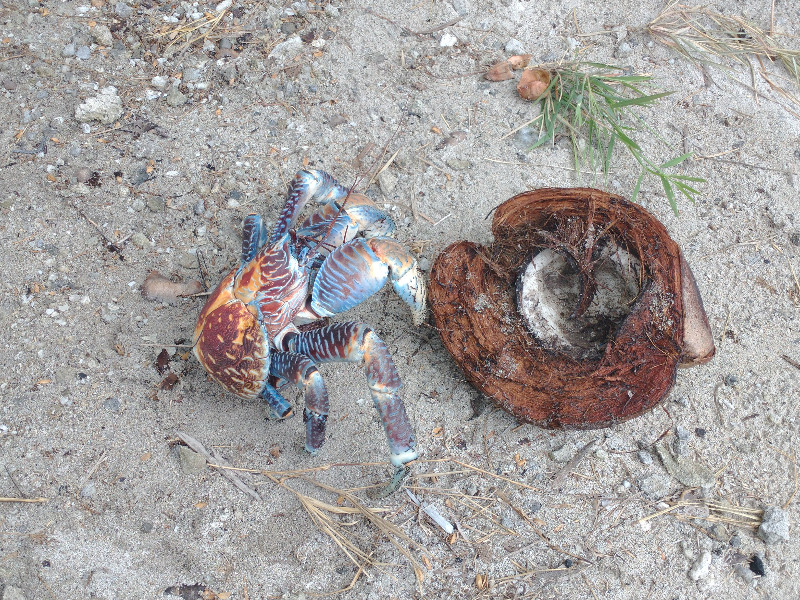 Coconut Crab with coconut