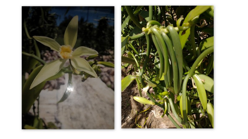 Tahitian Vanilla
