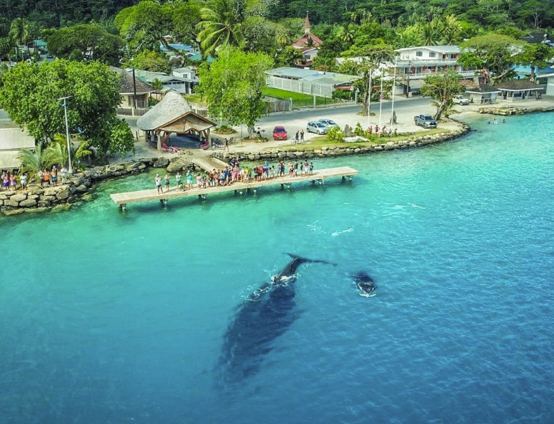 Whale Huahine Town Dock
