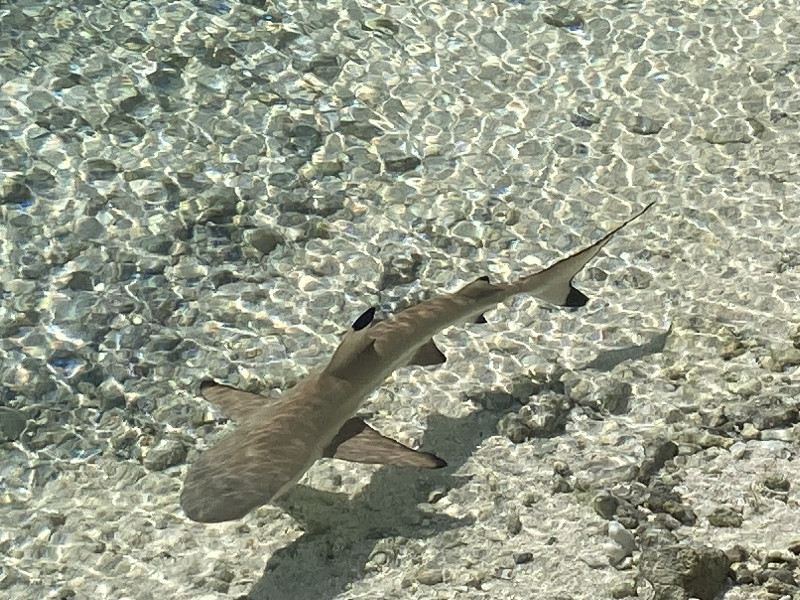 I always walk the shoreline with cute baby sharks