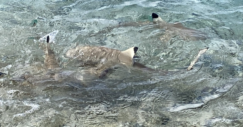 Until I saw a feeding frenzy of four sharks devouring a poor fish!