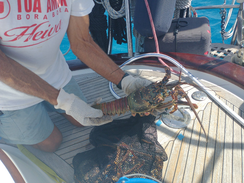 Toau Procured Lobster