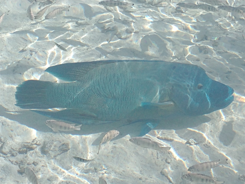 Big Napoleon Fish