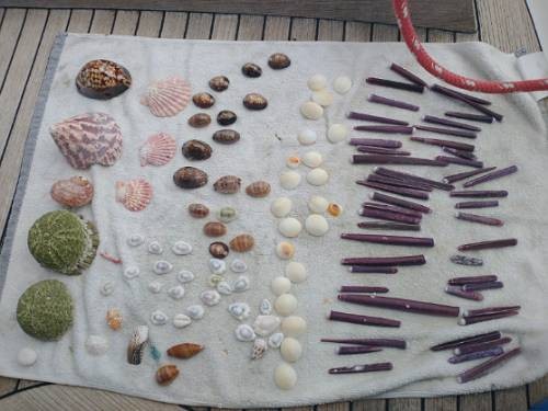 One day finds on beaches of Tikehau