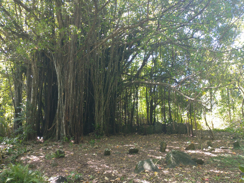 Sacred Marae with Banyon Tree