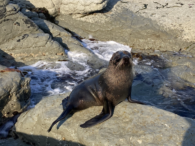 Seal Colony