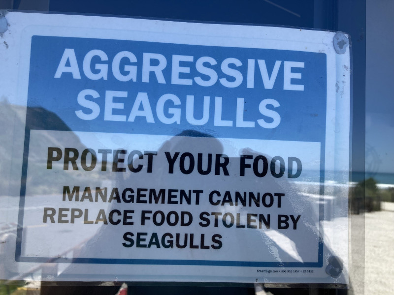 Good thing there are Aggressive Seagulls