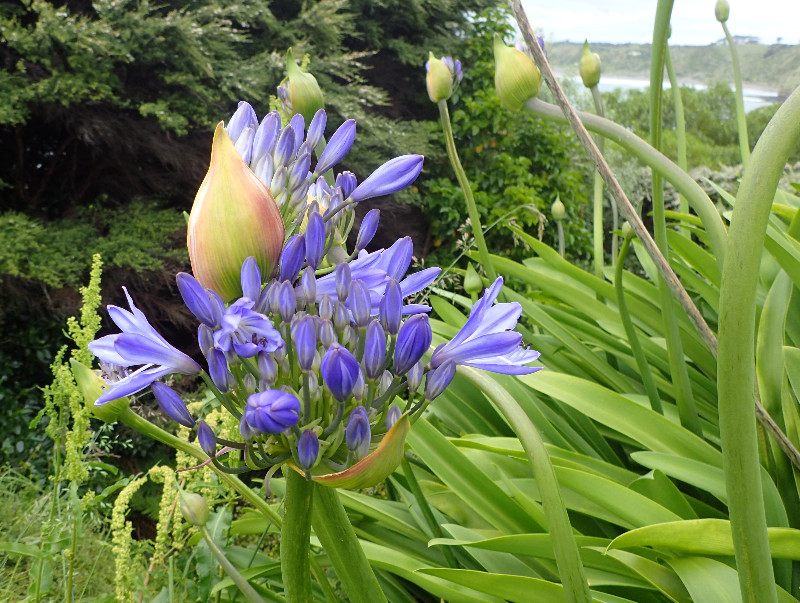 Wildflowers