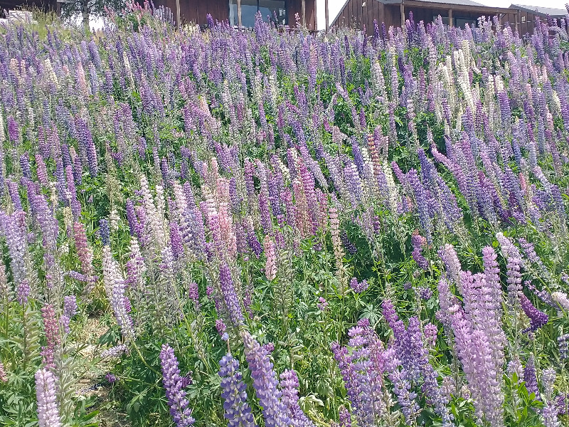 Wild Lavendar